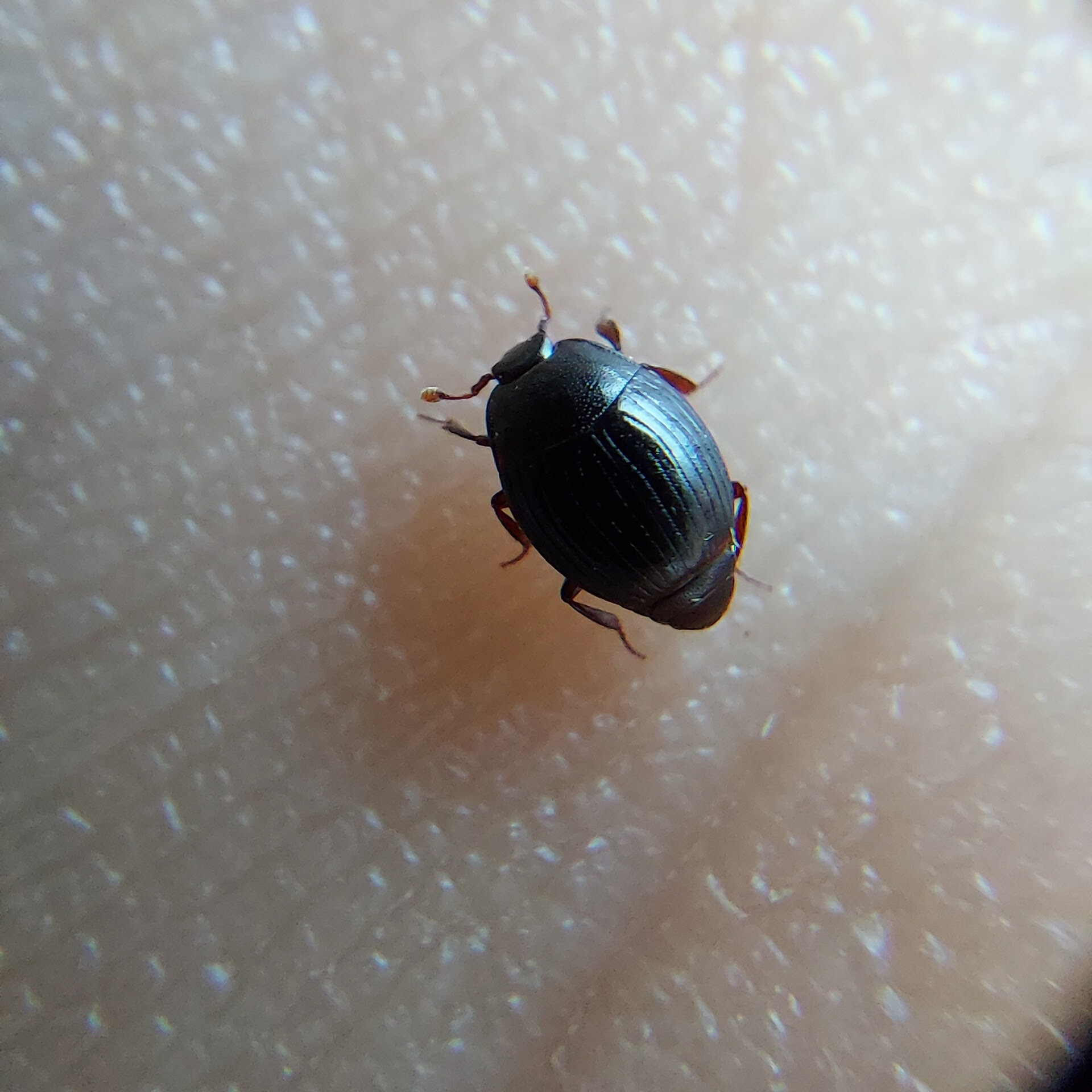 Pseudepierus italicus - olasz erdei-sutabogár
