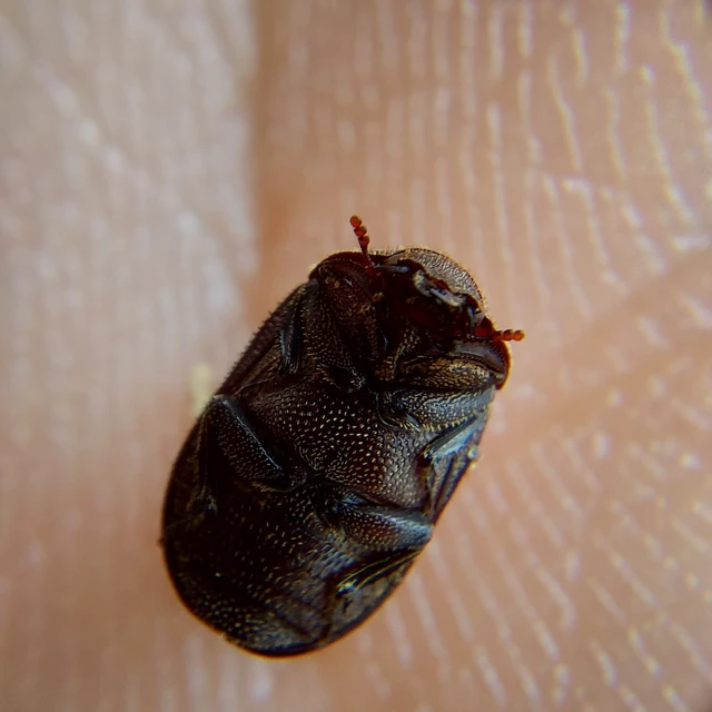 Aesalus scarabaeoides - szőrös szarvasbogár