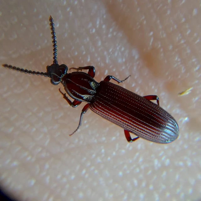 Rhysodes sulcatus - kerekvállú állasbogár