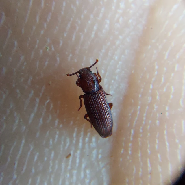 Pycnomerus terebrans - bordás héjbogár Pycnomerus terebrans - bordás héjbogár