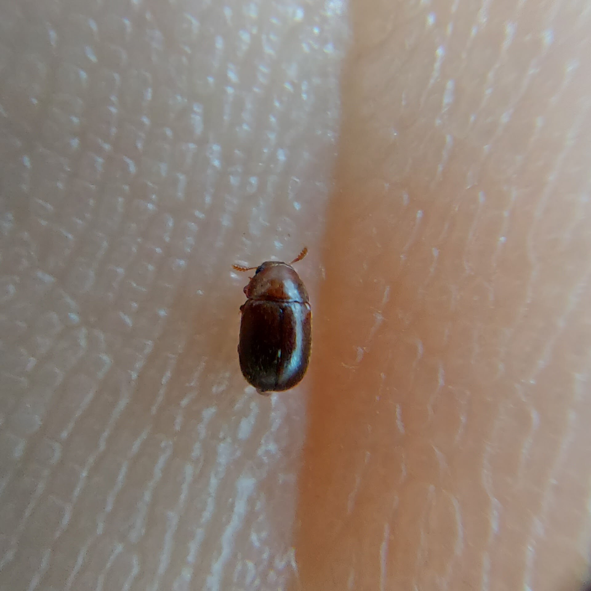 Pentaphyllus chrysomeloides