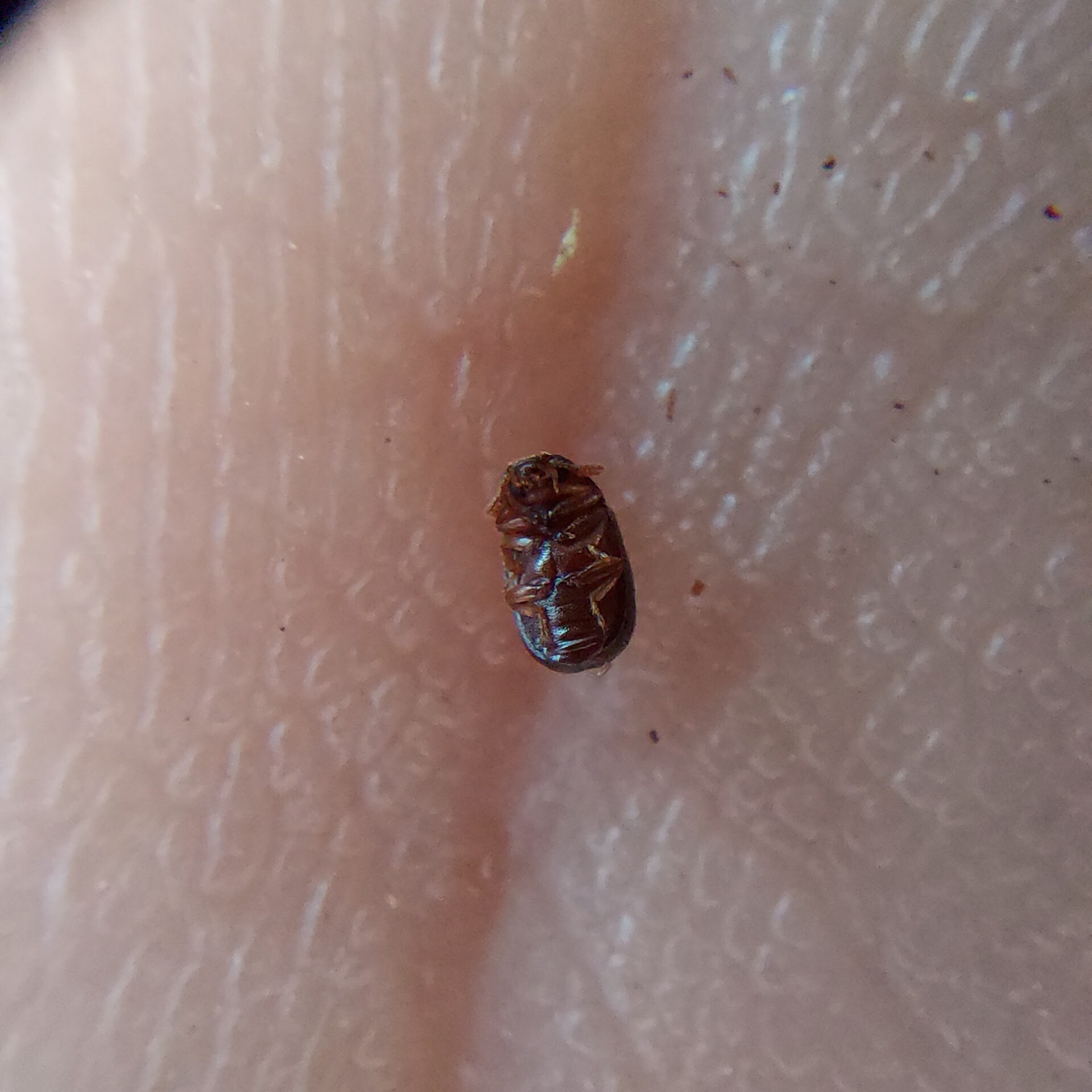 Pentaphyllus chrysomeloides