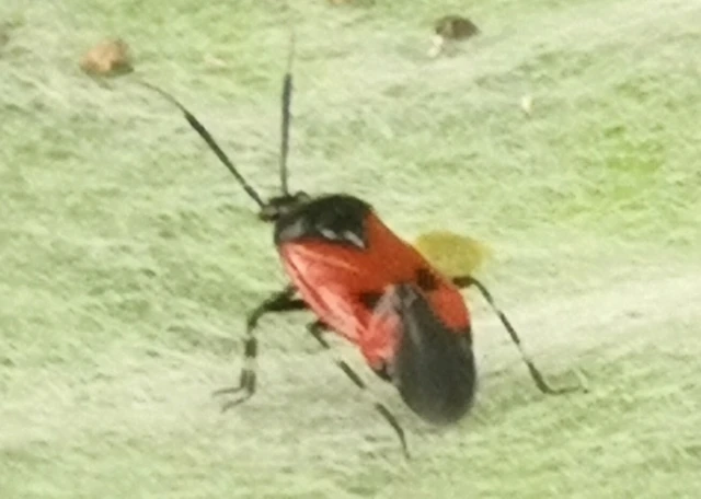 Deraeocoris rutilus - cinóber mezeipoloska