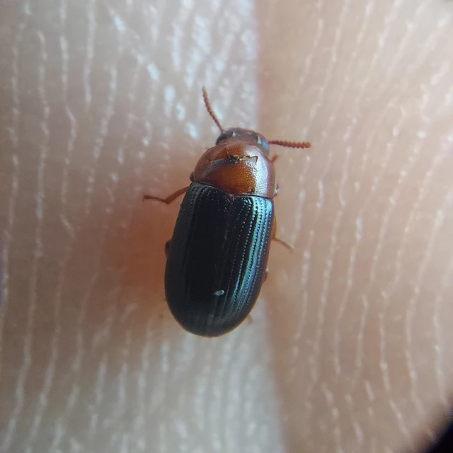 Neomida haemorrhoidalis
