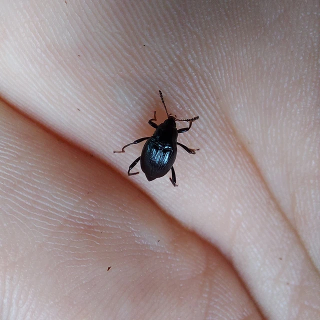 Scaphium immaculatum - görbelábú sajkabogár