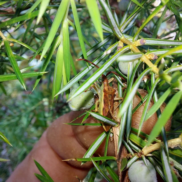 Gonocerus juniperi - boróka-karimáspoloska