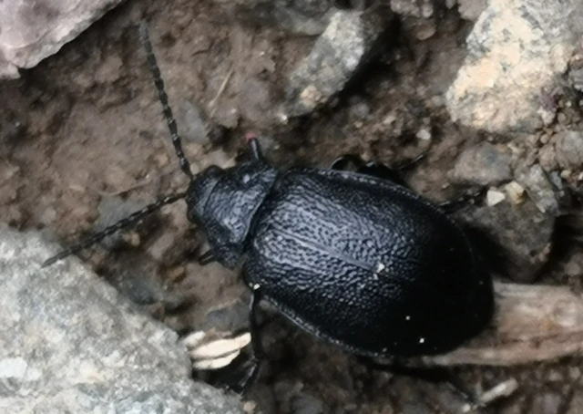 Galeruca tanaceti - fekete olajosbogár