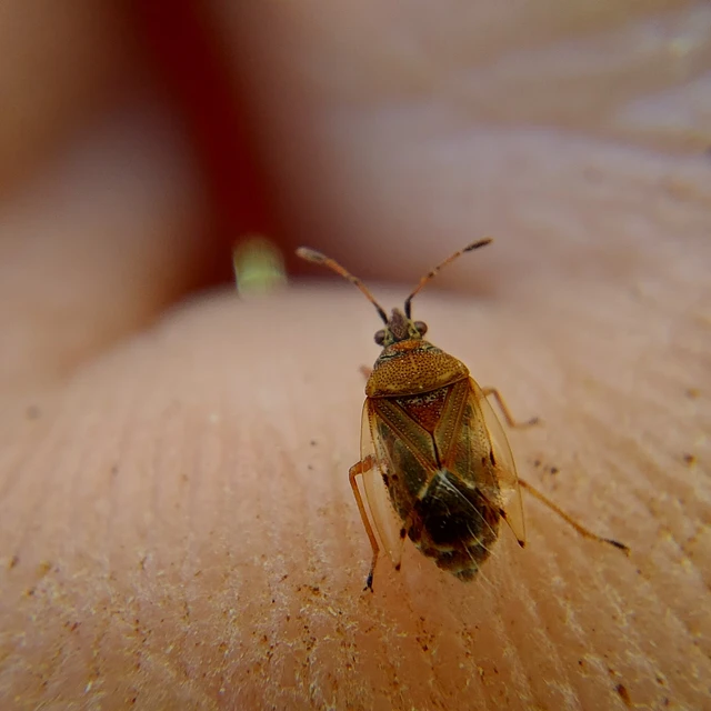 Kleidocerys resedae - nyírbodobács