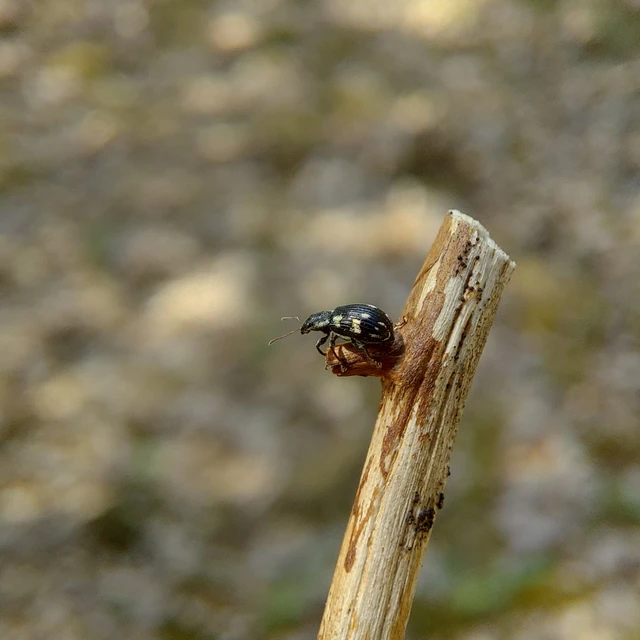 Polydrusus picus - pikkelyfoltos lombormányos