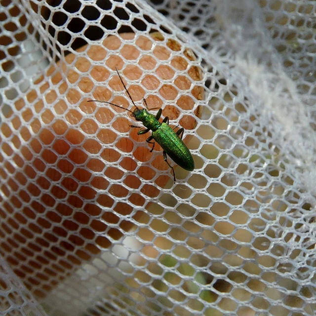 Chrysanthia viridissima - aranyos álcincér