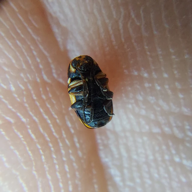 Cryptocephalus moraei - közönséges zömökbogár