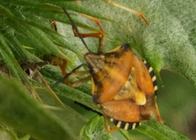 Carpocoris Carpocoris