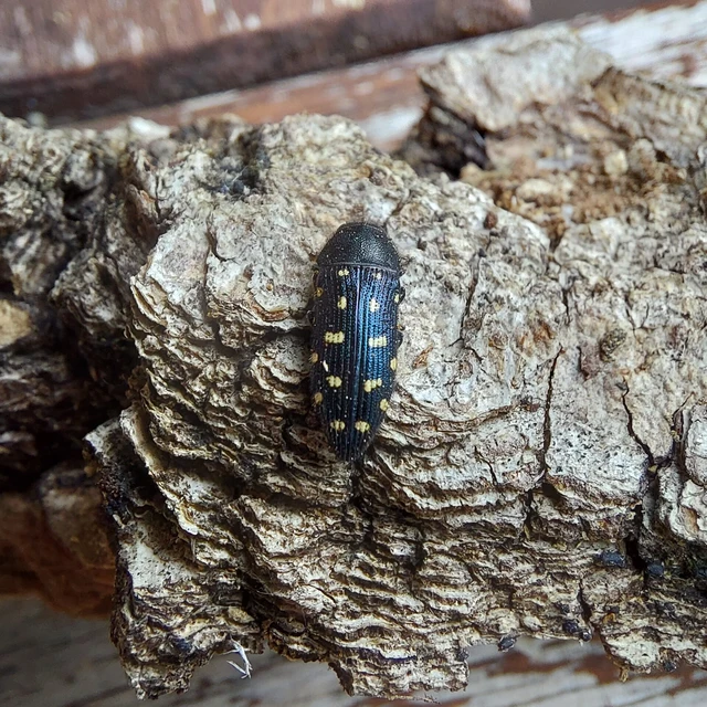 Acmaeodera degener - sárgafoltos zömökdíszbogár