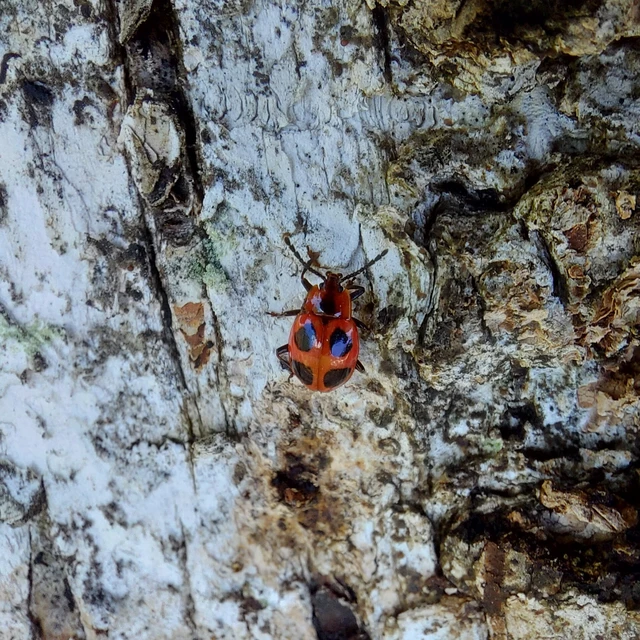 Endomychus coccineus - négypettyes álböde