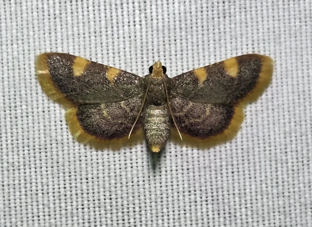 Hypsopygia costalis - szénailonca
