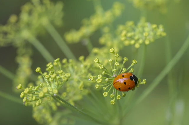 Coccinella septempunctata - hétpettyes katica