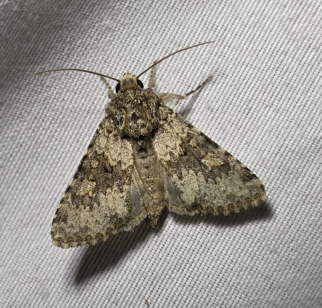 Hecatera dysodea - parajbagoly