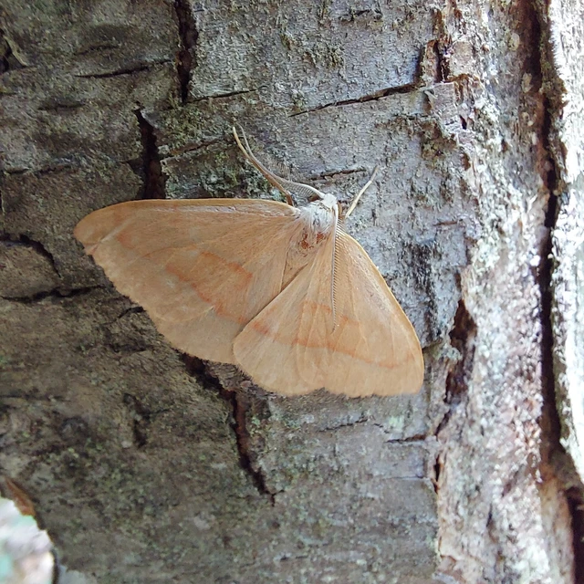 Hylaea fasciaria - erdeifenyő-sávosaraszoló