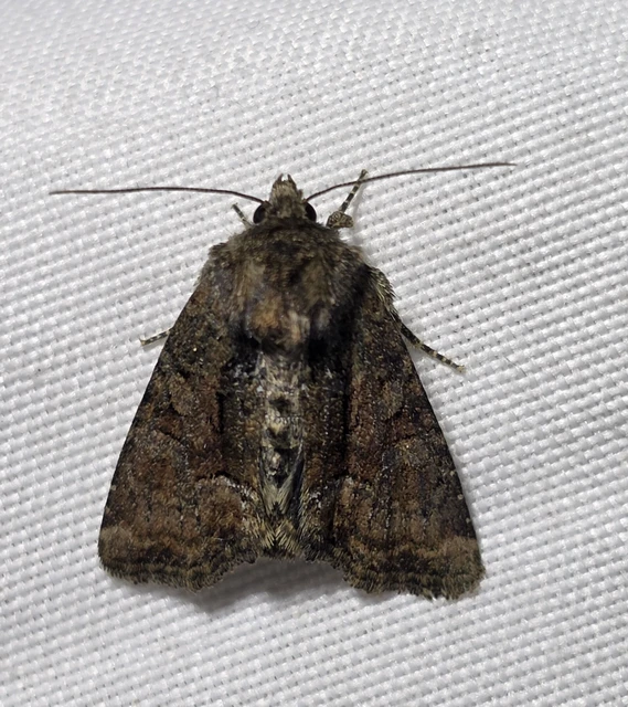 Oligia strigilis/latruncula/versicolor
