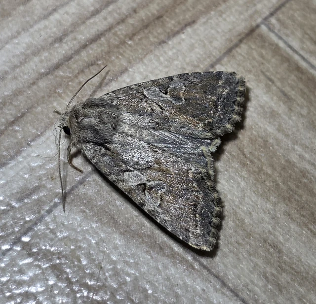 Apterogenum ypsillon - ipszilon-erdeibagoly