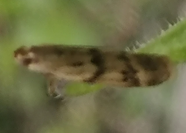Homoeosoma sinuella - agyagsárga karcsúmoly