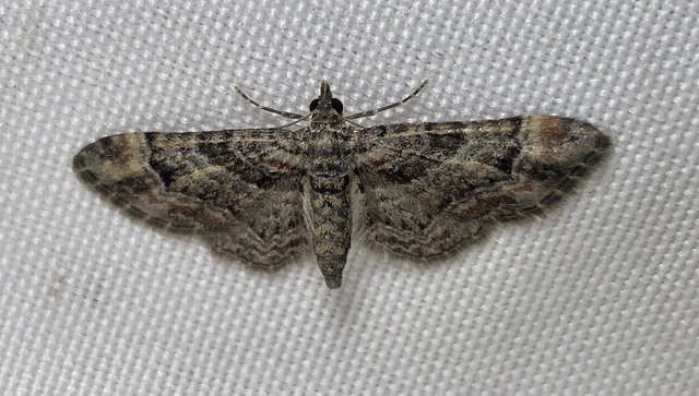 Gymnoscelis rufifasciata - vöröscsíkos törpearaszoló
