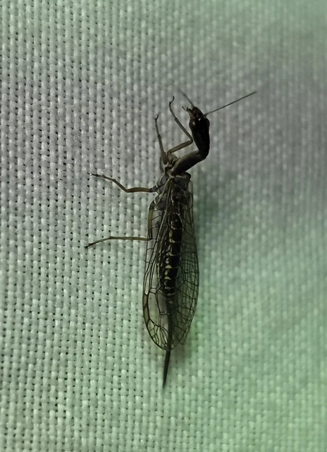 Raphidioptera - Tevenyakú-fátyolkák