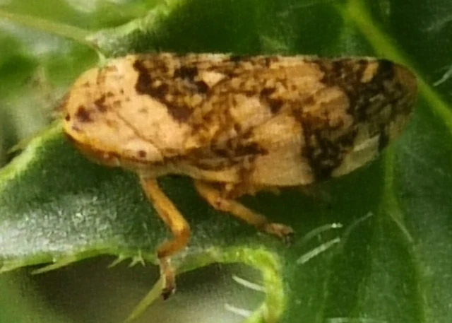 Auchenorrhyncha - Kabócák Auchenorrhyncha - Kabócák