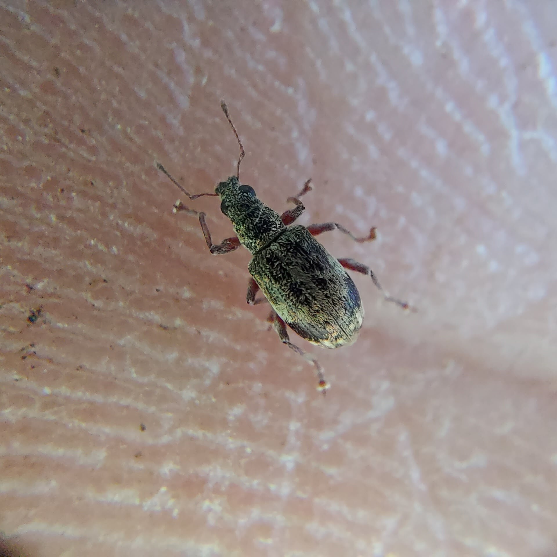 Polydrusus sparsus - éger-lombormányos