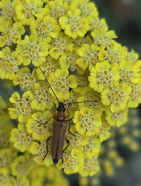 Oedemera podagrariae - székfű-álcincér