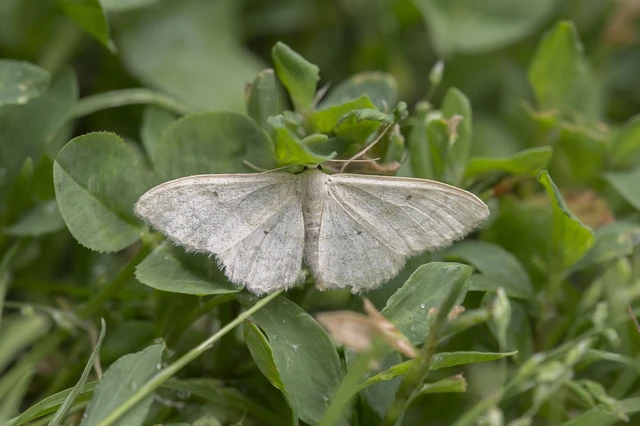 Idaea deversaria - egyszínű sávosaraszoló