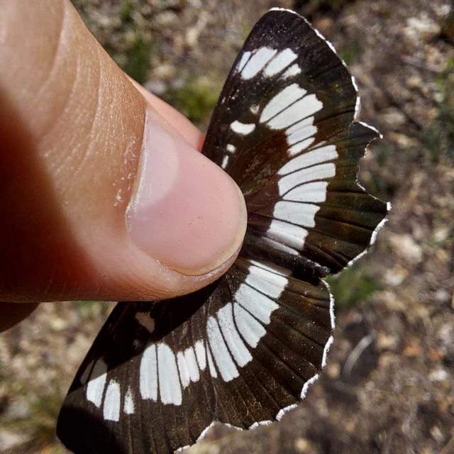 Neptis rivularis - nagy fehérsávoslepke