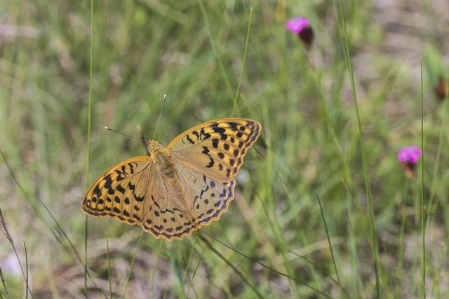 Argynnis pandora - zöldes gyöngyházlepke