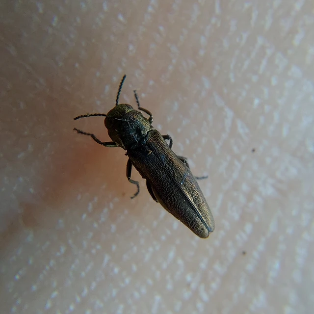 Agrilus
