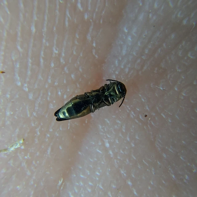 Agrilus