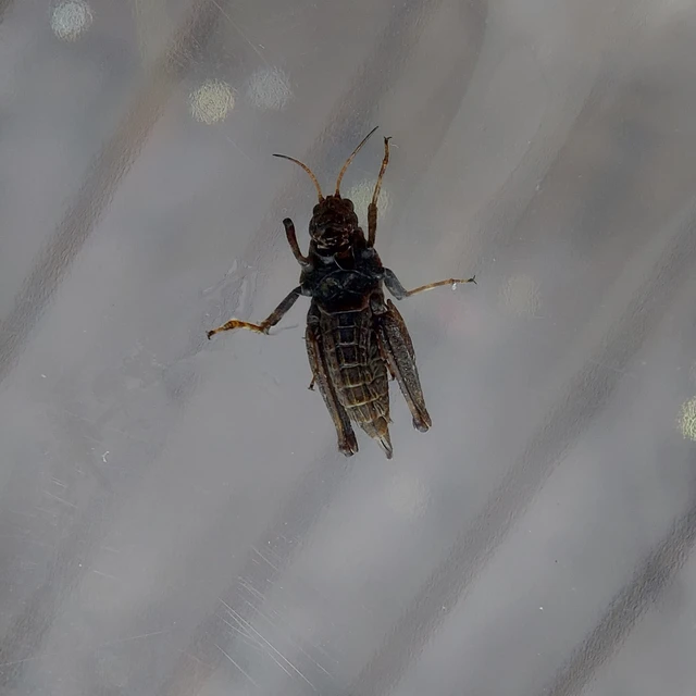Tetrix subulata - közönséges tövishátúsáska