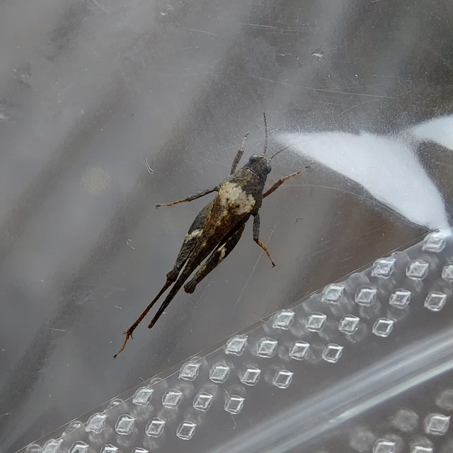 Tetrix subulata - közönséges tövishátúsáska