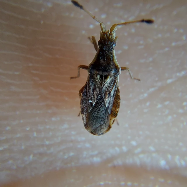 Spathocera tuberculata