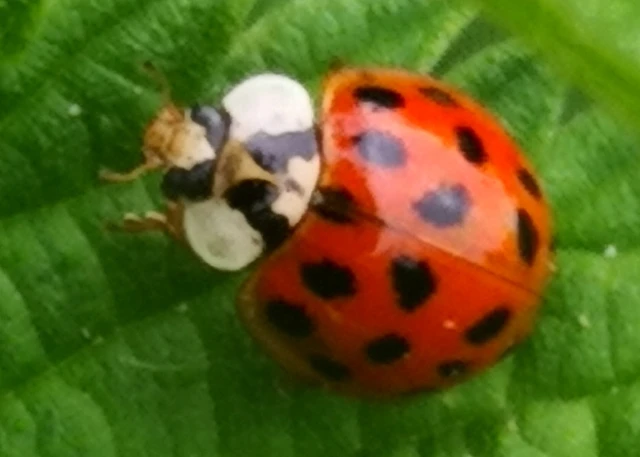 Harmonia axyridis - harlekinkatica