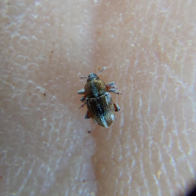 Tychius quinquepunctatus - borsó-tímárormányos