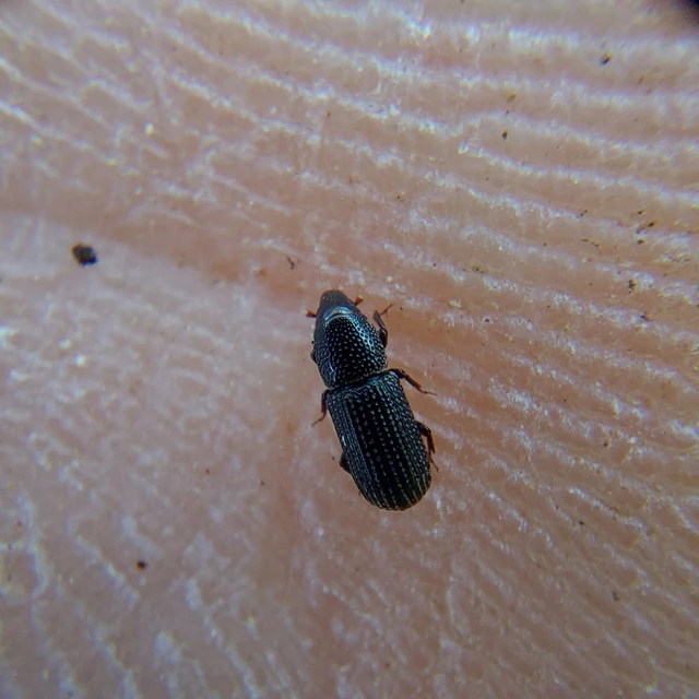 Brachytemnus porcatus - négyzetestorú szúormányos