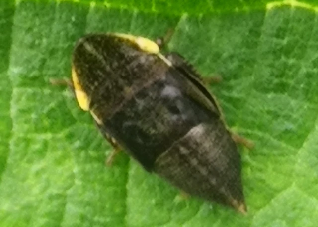 Auchenorrhyncha - Kabócák Auchenorrhyncha - Kabócák