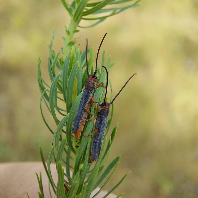Oberea erythrocephala - pirosfejű kutyatejcincér