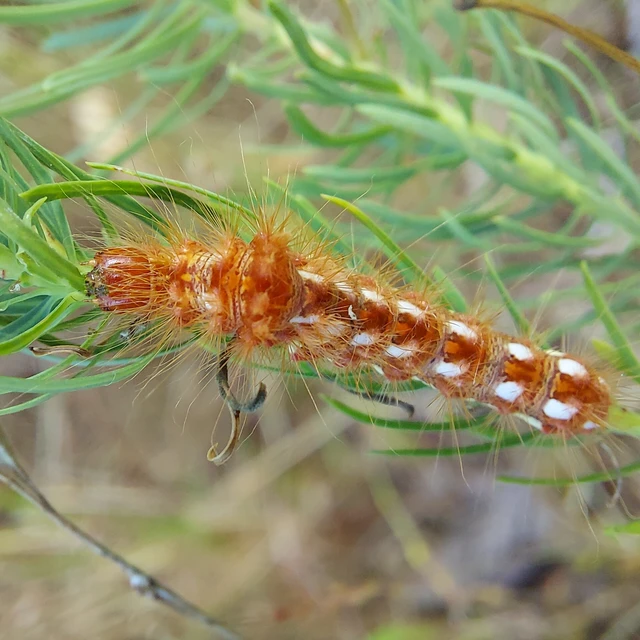 Acronicta rumicis - sóska-szigonyosbagoly Acronicta rumicis - sóska-szigonyosbagoly