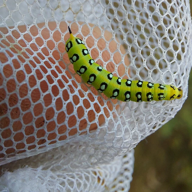 Hyles euphorbiae - kutyatejszender