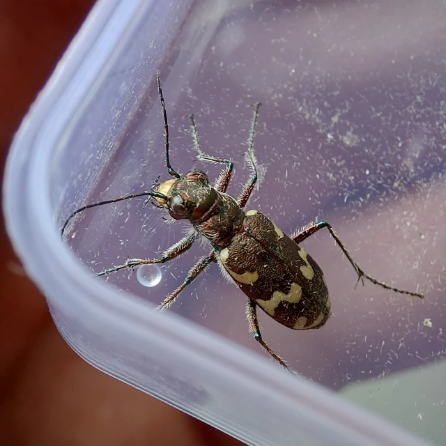 Cicindela hybrida - öves homokfutrinka