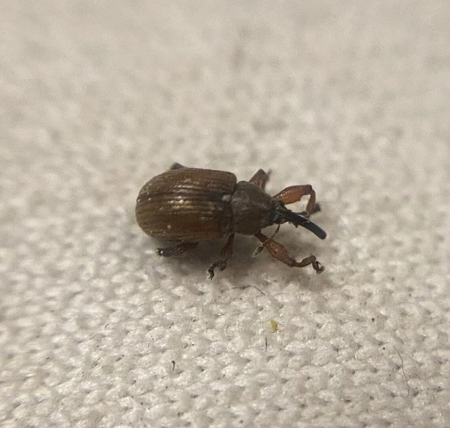 Anthonomus phyllocola - fenyőbarkarontó ormányos Anthonomus phyllocola - fenyőbarkarontó ormányos