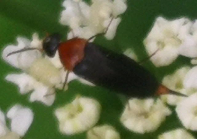 Mordellidae - marókafélék
