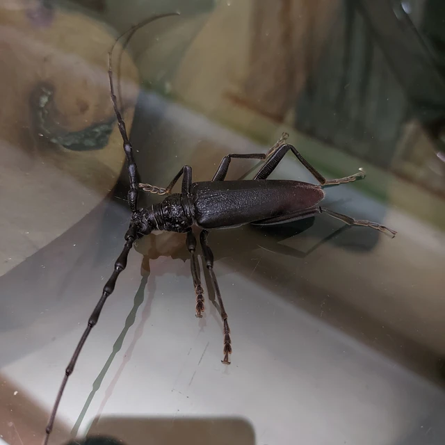 Cerambyx cerdo - nagy hőscincér