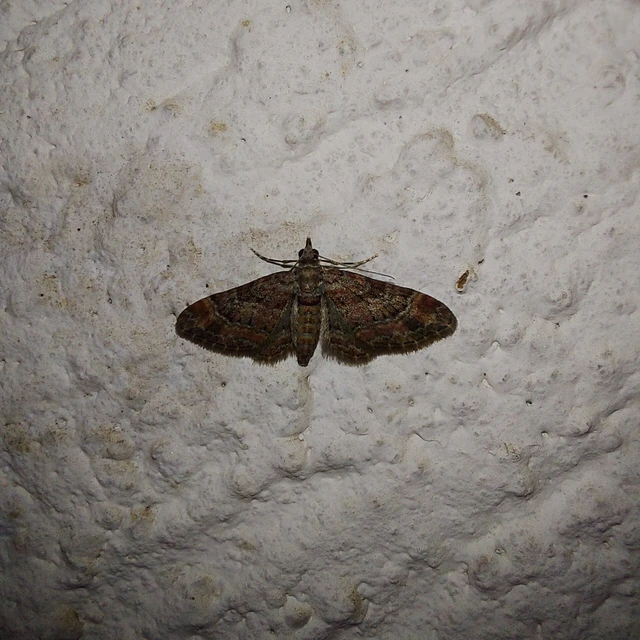 Gymnoscelis rufifasciata - vöröscsíkos törpearaszoló